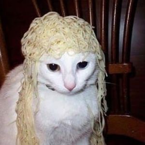 Meet your Posher, Junior